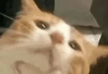 田渊栋:连续思维链效率更高,可同时编码多个路径,“叠加态”式并行搜索