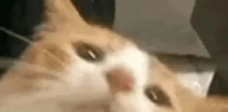 田渊栋:连续思维链效率更高,可同时编码多个路径,“叠加态”式并行搜索