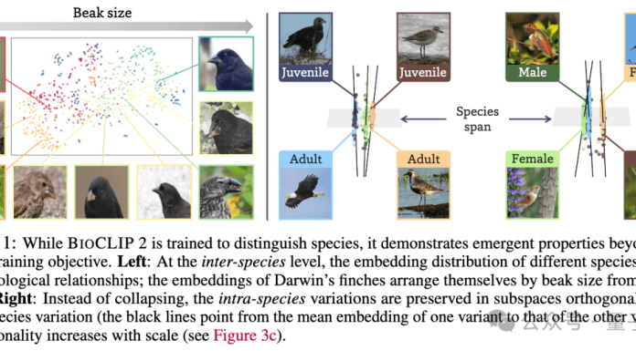AI一眼认出95万物种,还能分辨雄雌老幼,2亿生物图像炼成“生命视觉”大模型